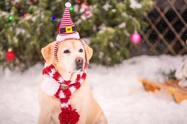 Un labrador doré dans une écharpe se trouve près d'un arbre de Noël décoré et d'un traîneau lors d'une chute de neige en hiver dans la cour d'un immeuble résidentiel.