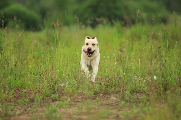 Labrador doré marchant dans un parc