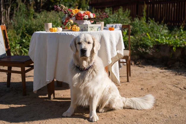 Labrador golden retriever est assis sur le sable près de la table dans la rue et exécute la commande