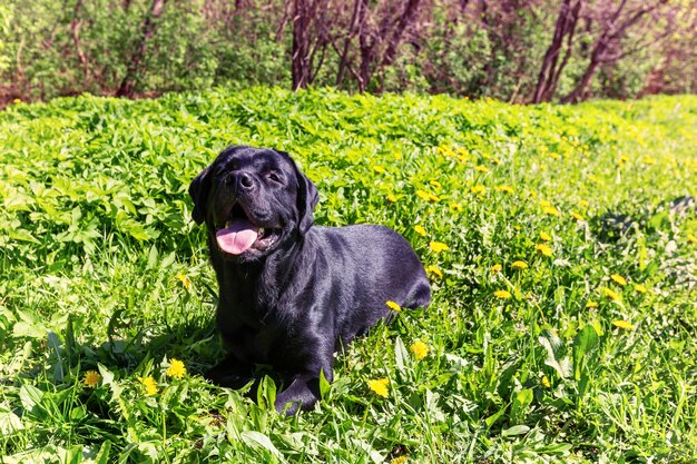 Labrador sur l'herbe dans un parc