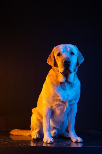 Labrador à la lumière du portrait de lampes au néon colorées sur fond noir