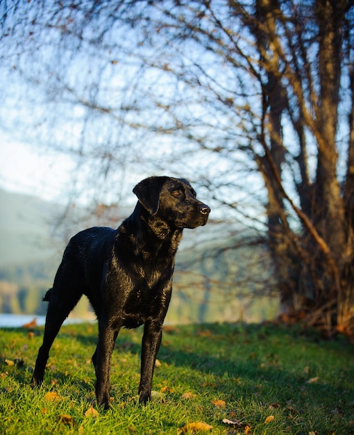 Un labrador noir debout sur un champ herbeux