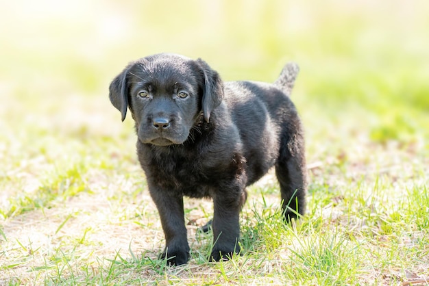 Labrador noir sur l'herbe verte Portrait d'un chien âgé d'un mois chiot labrador retriever