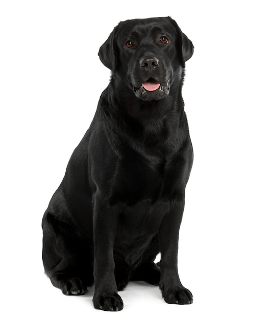 Labrador noir