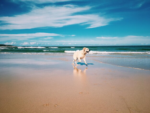 Photo le labrador à la plage