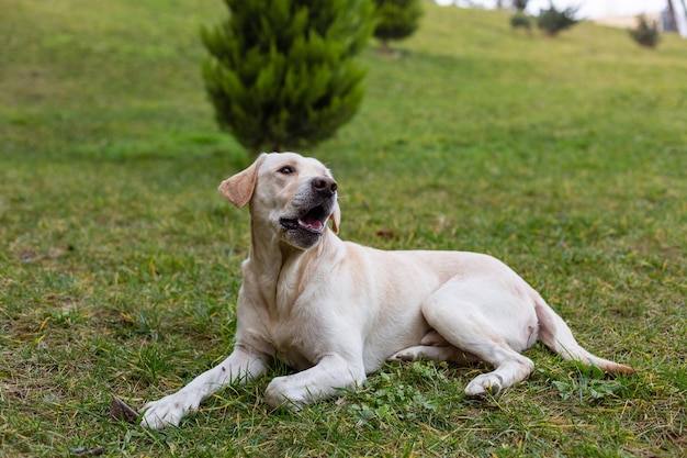 Labrador en promenade dans le parc