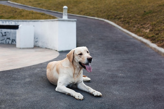 Labrador en promenade dans le parc