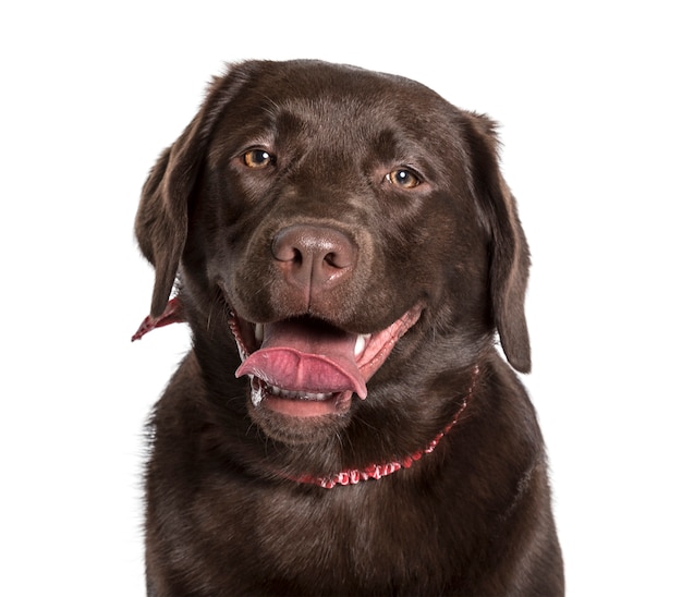 Labrador regardant la caméra sur fond blanc