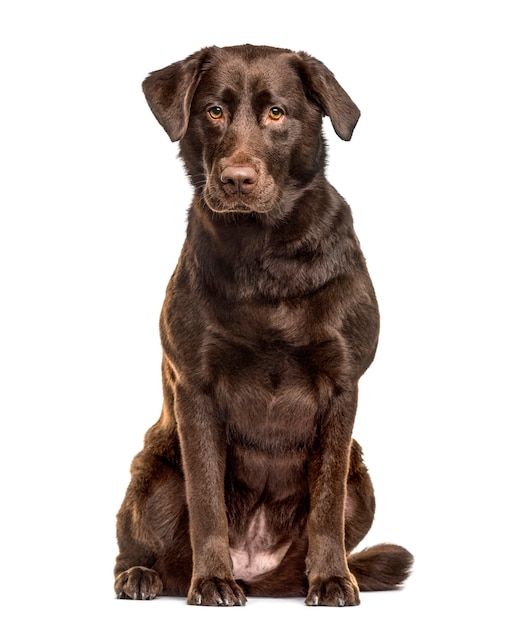 Labrador Retriever assis isolé sur blanc