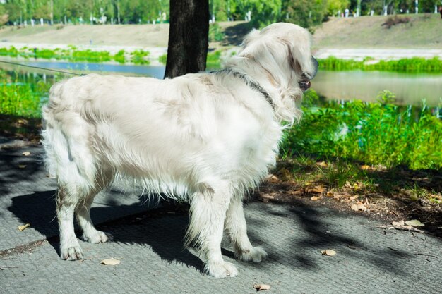 Un Labrador Retriever au bord d'un lac dans un parc