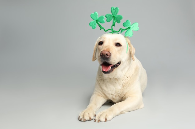 Labrador retriever avec bandeau de feuilles de trèfle sur fond gris clair St Patrick's day