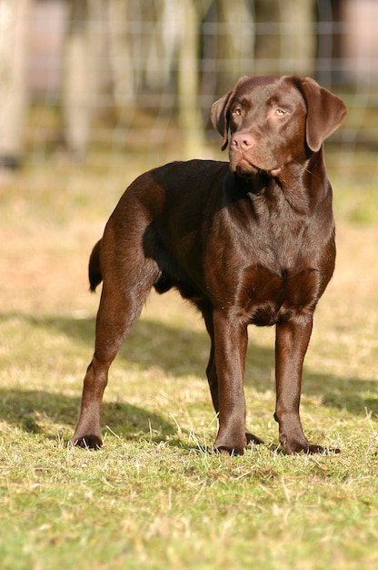 Le Labrador Retriever brun est debout