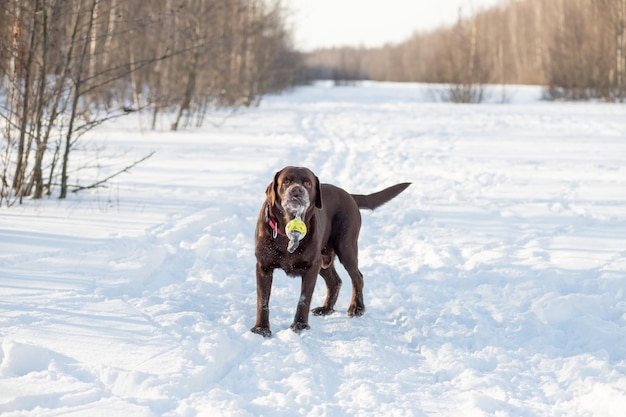 Labrador retriever brun jouant dans la neige lors d'une froide journée d'hiverJeux dans la cour lors d'une journée d'hiver