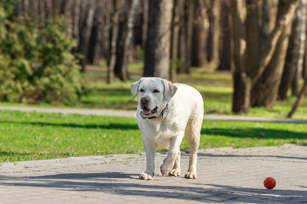 Labrador retriever chien avec ballon