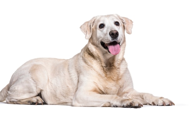 Labrador Retriever chien couché et haletant, coupé