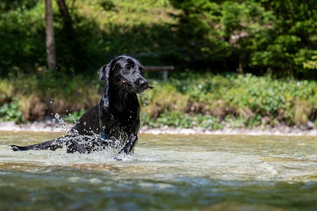 Labrador retriever dans la rivière avec un bâton dans sa bouche