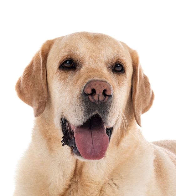 Labrador retriever devant fond blanc