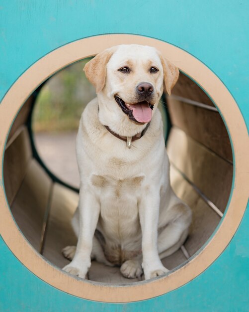 Le labrador retriever fauve est engagé sur le terrain d'entraînement le labrador retriever pour animaux de compagnie est