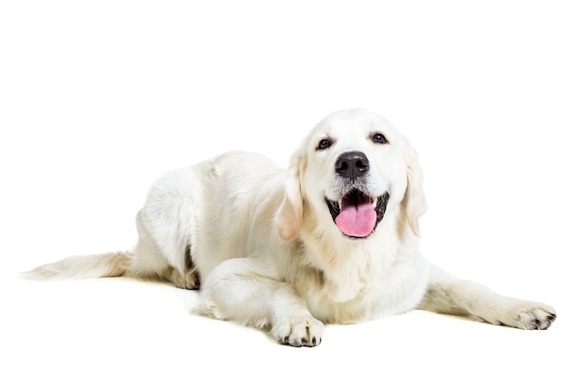 Labrador Retriever sur fond blanc