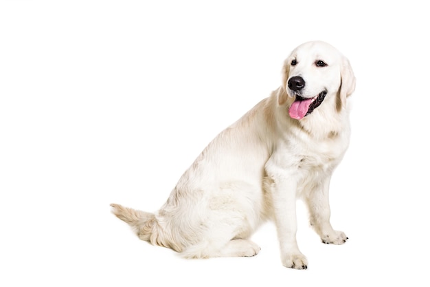 Labrador Retriever sur fond blanc