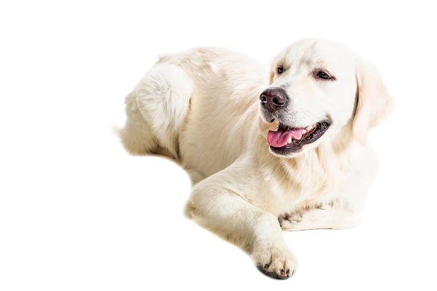 Labrador Retriever sur fond blanc