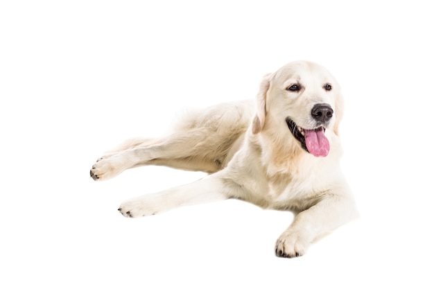 Labrador Retriever sur fond blanc