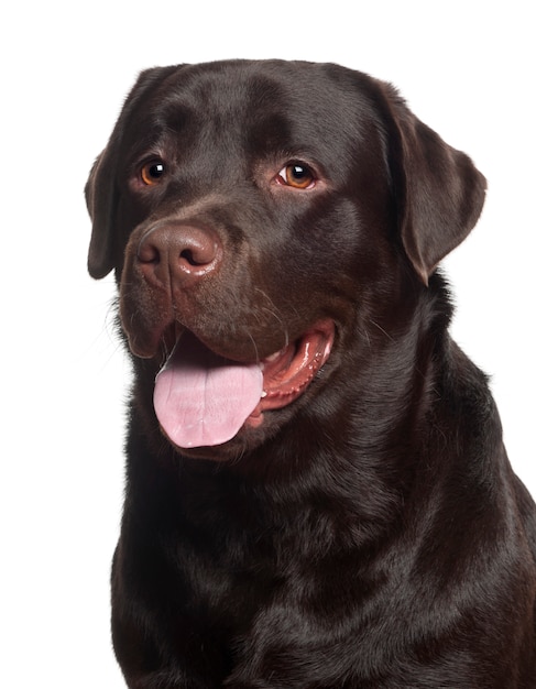 Labrador Retriever sur fond blanc