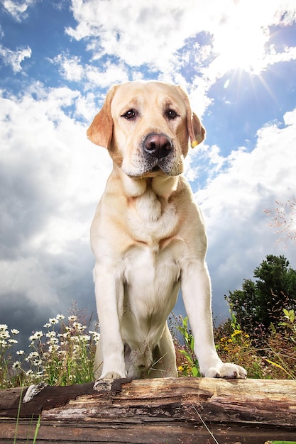 Labrador Retriever jaune sur le pré de la forêt verte