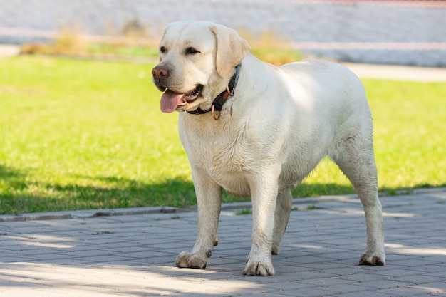 Labrador retriever jaune