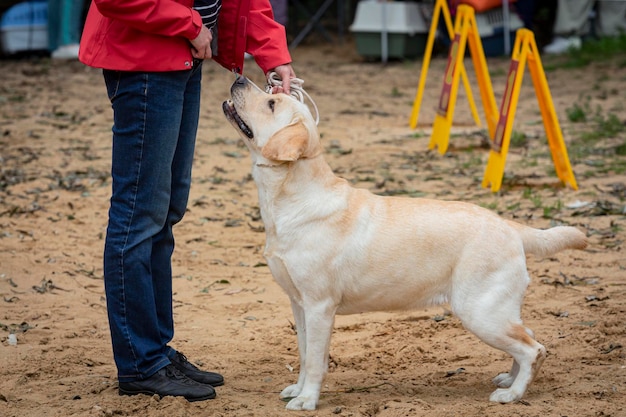 Labrador retriever lors d'une exposition canine