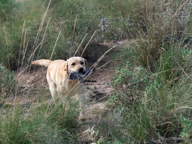 Labrador Retriever marchant dans le champ avec une colombe dans sa bouche