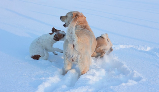 Le Labrador Retriever montre son cul en jouant avec Jack Russell Terrier et Pug