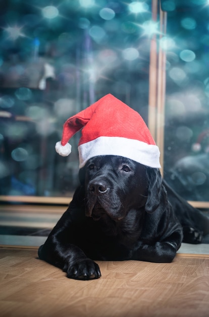 Labrador retriever noir au bonnet de Noel allongé sur le sol face à la caméra.