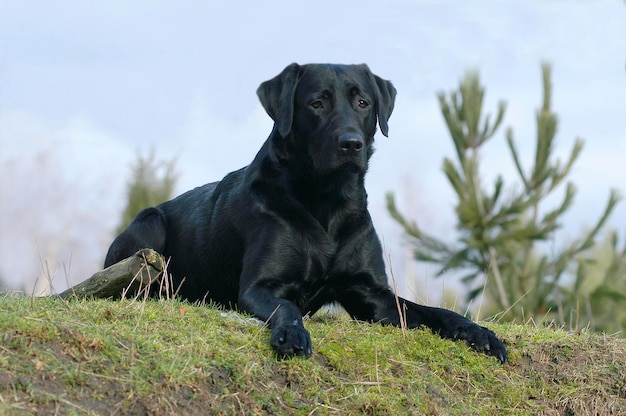 Le Labrador retriever noir est en train de mentir.