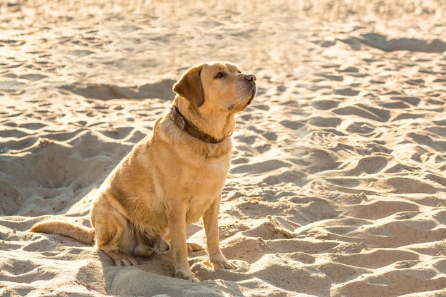 Labrador retriever sur la plage