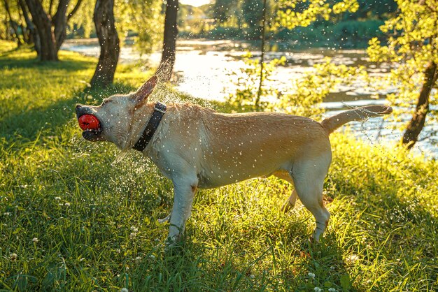 Labrador retriever secouant l'eau avec une balle