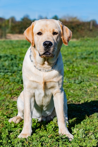 Photo labrador retriever séjournant pour une formation d'obéissance