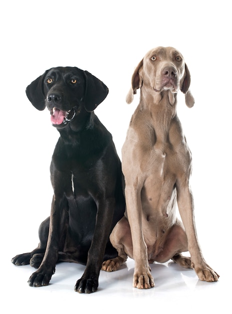 Labrador retriever et weimaraner