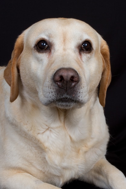 Photo labrador, retriever