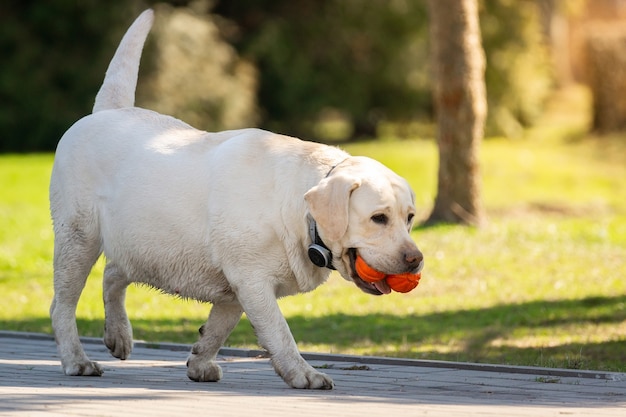 Labrador retriever