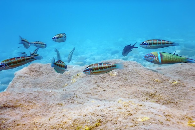 Labre orné (Thalassoma Pavo) poisson coloré sous l'eau