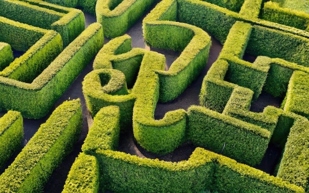 Labyrinthe de buissons verts