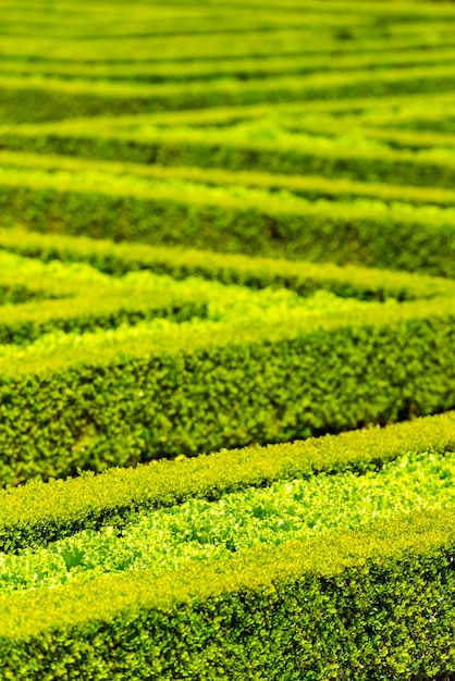 Labyrinthe de haie verte dans le jardin français