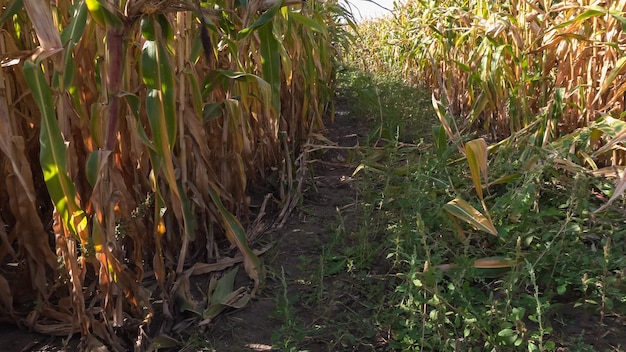 Labyrinthe de maïs à la citrouille.