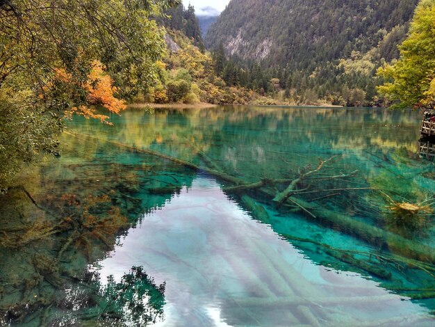 Un lac avec un arbre au milieu