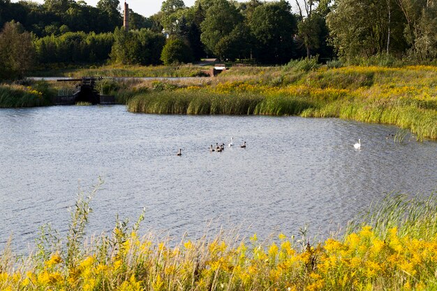 lac avec des arbres