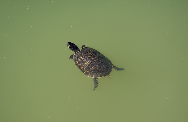 Lac de baignade des tortues