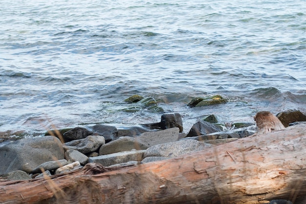 lac Baïkal en été et en automne