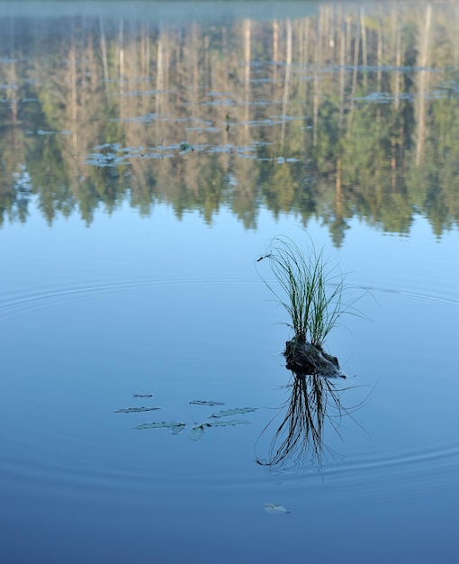 Lac de bois