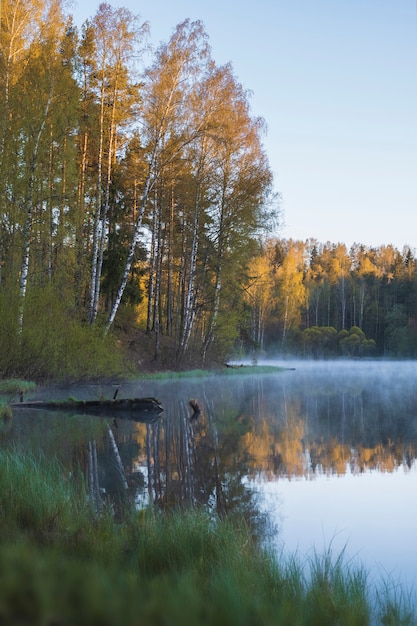 Photo lac brumeux dans une forêt de bouleaux en été